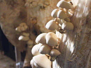 Mantar zehirlenmelerinden nasıl korunulur?