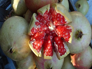 Silifke'de nar hasadı başladı