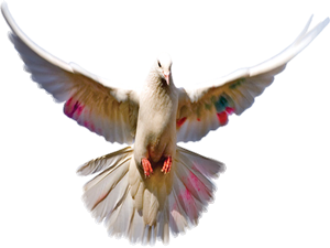 Kanatlarını çırparak uçan kuşlar Allah’ı tesbîh eder