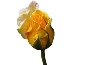 Mescide giden Allah'ın kesin himayesi altındadır