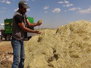Geçen sene bulunmayan saman bu sene tarlada kaldı