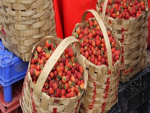 Fındık kabuğundan Osmanlı çileği üretimi