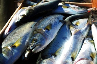 Palamut Fiyatları Düştü