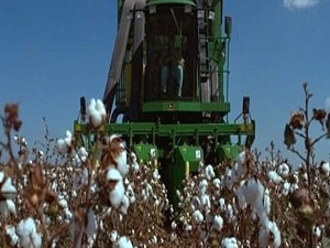 Pamuk üreticisinin yüzünü Çin güldürdü