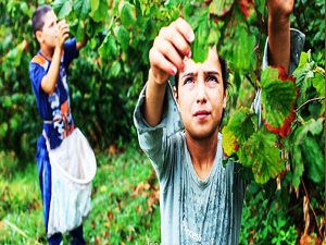 Artık çocuklar fındık toplamayacak