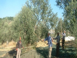 Zeytin ve zeytinyağı ihracatı düşecek