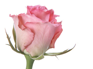 Allah hakkında hüsnüzanda bulunmadan son nefesinizi vermeyin