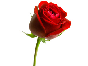 Üstteki el, alttaki elden hayırlıdır!