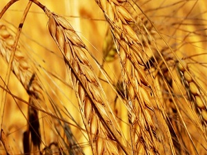 'Sürdürülebilir tarım için yapılmalı