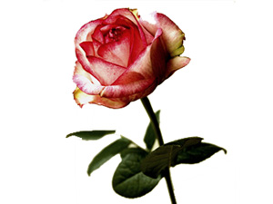 Allah bir ev halkı hakkında hayır dilerse...