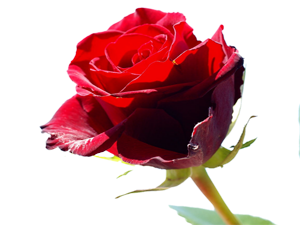 İlmi elde ettiğinizde, onu kaybolmaktan koruyunuz