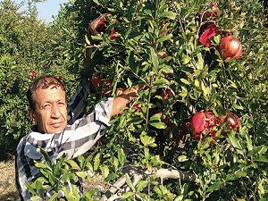 Çiftçi nar ağacını sökmeye başladı