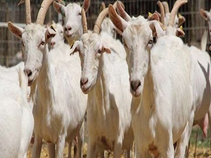 Keçi eti kalbe de faydalı