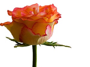 Namazınızı vakit girer girmez kılın