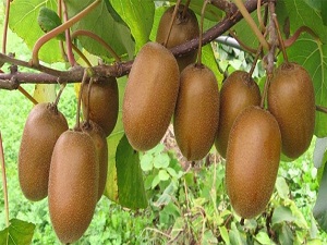 Türkiye dünya birincisi oldu!