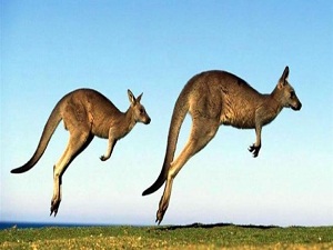 Orman yolunda kanguru