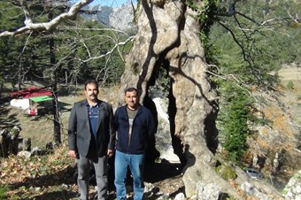 9 asırlık çınar ağacı dimdik ayakta