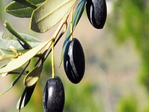 Hatay zeytin üretiminde öncü olmak istiyor