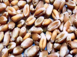 Tohumda yerli oranı yarıya yaklaştı