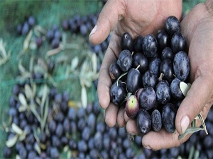 Zeytin hasadında 'sinek vuruğu' kaygısı