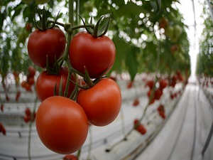 Çöplükte kurulan sera ilk mahsullerini verdi