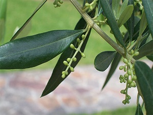 Zeytinin yaprağı bile şifa