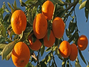 Narenciyede hasat zamanı