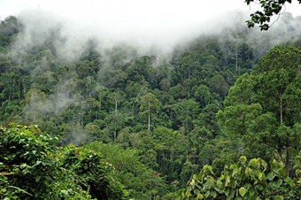 Amazon ormanları küçülüyor