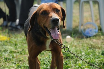 Köpeğini başıboş bırakan yandı