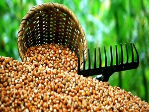 Fındık üreticilerine son uyarı