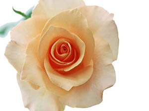 Kur'an'ı ezberleyen, yaşayışıyla ayna olan kimseler...