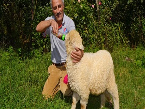 Kuzuları borla besleyecekler