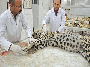 Anadolu Leoparı değilmiş