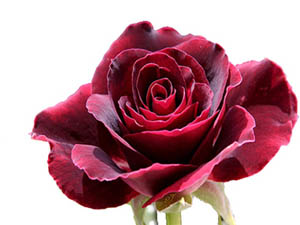 Hafızasında Kur'an bulunmayan harab ev gibidir