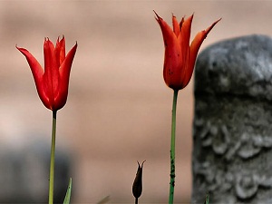 Ölümü temenni etmeyin, ölünün arkasından kendinizi paralamayın