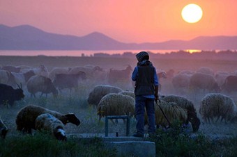 Artık her önüne gelen çoban olamayacak