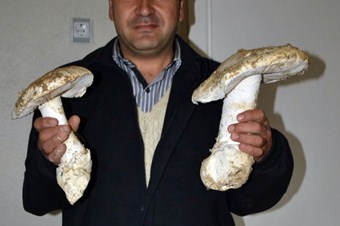 Denizli'de dev mantar bulundu