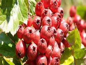 ‘Alıç yaprağı kalp damar sağlığının koruyucusu’