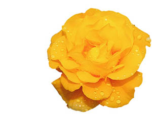 Sizden biri içiyle dışıyla Müslüman olursa