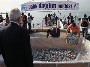 40 ton hamsi dağıtıldı, Ereğli balığa doydu