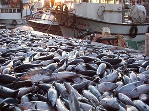 Fiyatları 10 kat birden arttı!