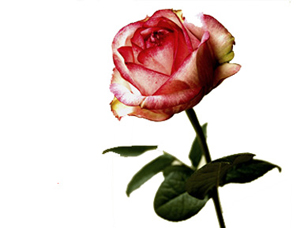 Erkek, hanımına su dahi içirirse ondan sevap kazanır