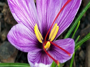 Dünyanın en pahalı bitkisinin hasadı yapıldı