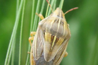 Kırıkkale'de süne artış görüldü