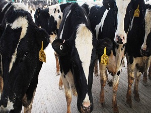 Azerbaycan’a büyükbaş hayvan ihraç edilecek