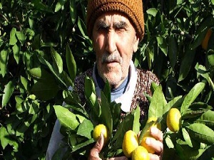 Üretici mandalinayı satacak pazar bulamıyor