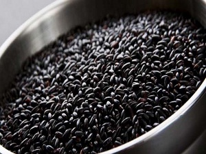 Türkiye'nin ilk siyah pirinci tescil yolunda