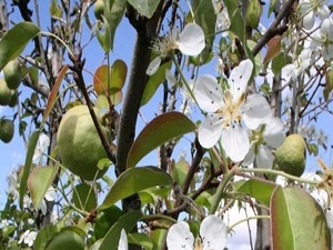 Armut ağacı mevsimini şaşırdı