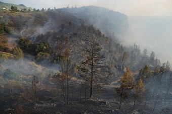 Suriye'deki iç savaş Türkiye'nin ormanlarını da yaktı