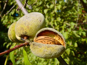 Dünyanın en iyi bademi Türkiye’de yetişiyor ama üretim yeterli değil